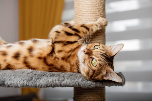 The Core Crisis—Why Your Cat Tree Can Fall in a Second