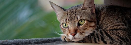 Engineered for Giants: How to Judge the Sturdiness and Safety of Cat Trees for Large Cats