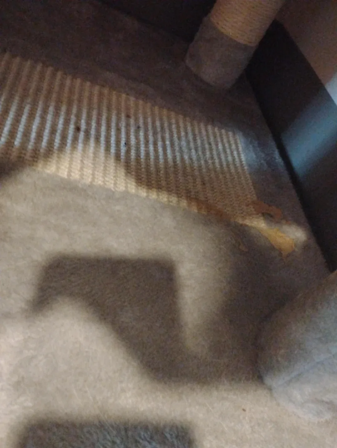 The 11-Step Biohazard Cleaning Protocol (Or, Why Carpeted Cat Trees Are a Crime Against Humanity)