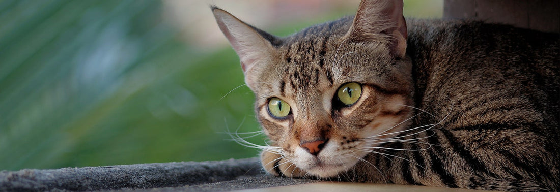 Engineered for Giants: How to Judge the Sturdiness and Safety of Cat Trees for Large Cats